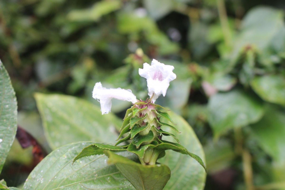 Strobilanthes zeylanica T.Anderson